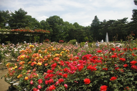 バラ園･ボタン園