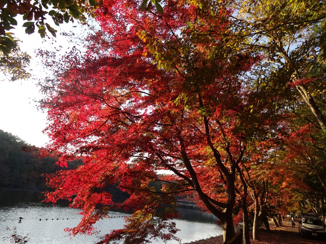 井頭公園11月