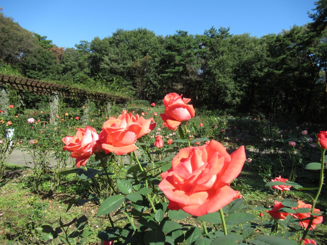 バラ園･ボタン園