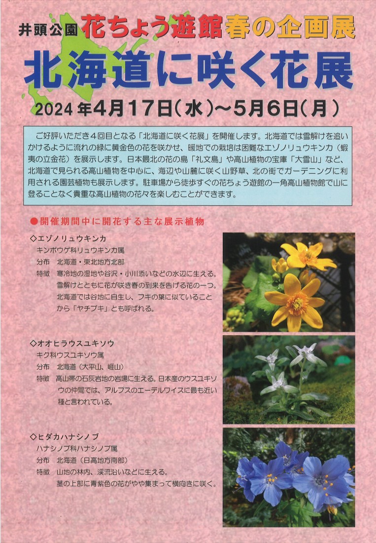 花ちょう遊館　春の企画展　～北海道に咲く花展～