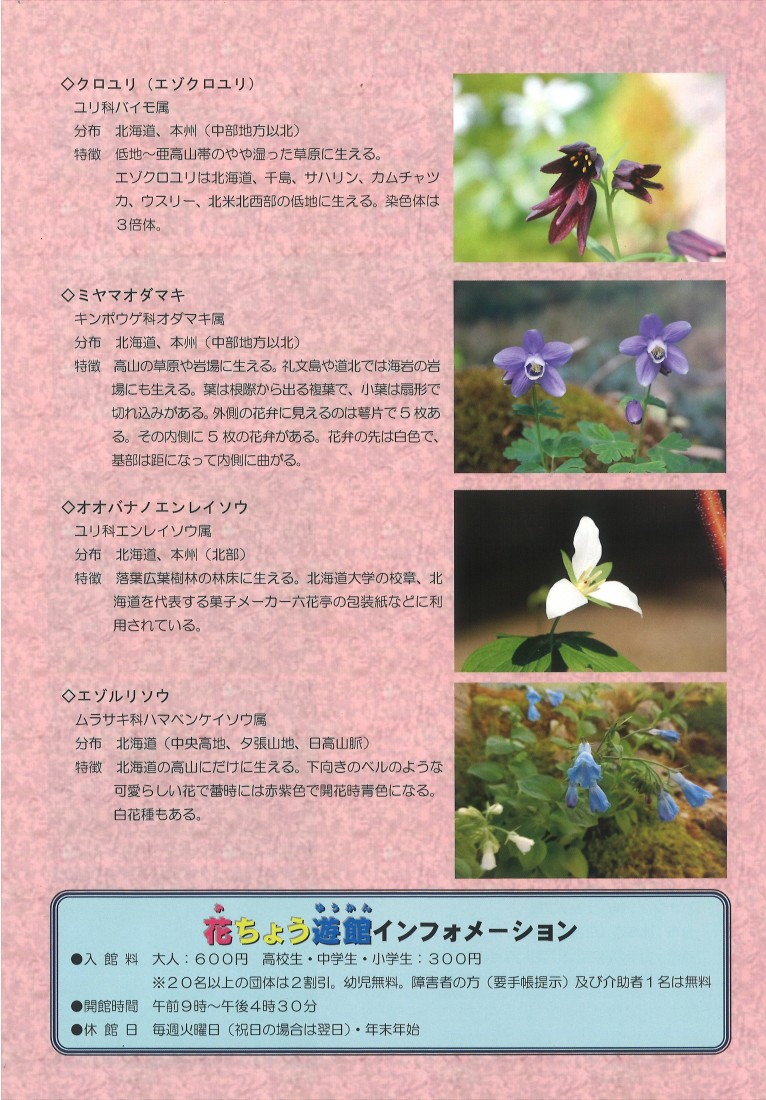 【裏面】北海道に咲く花展