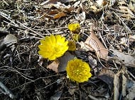 みかも山公園 2月の花