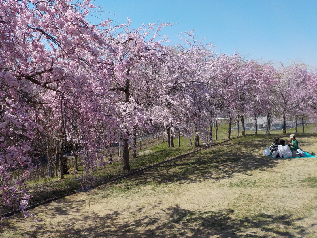 みかも山公園 4月の花