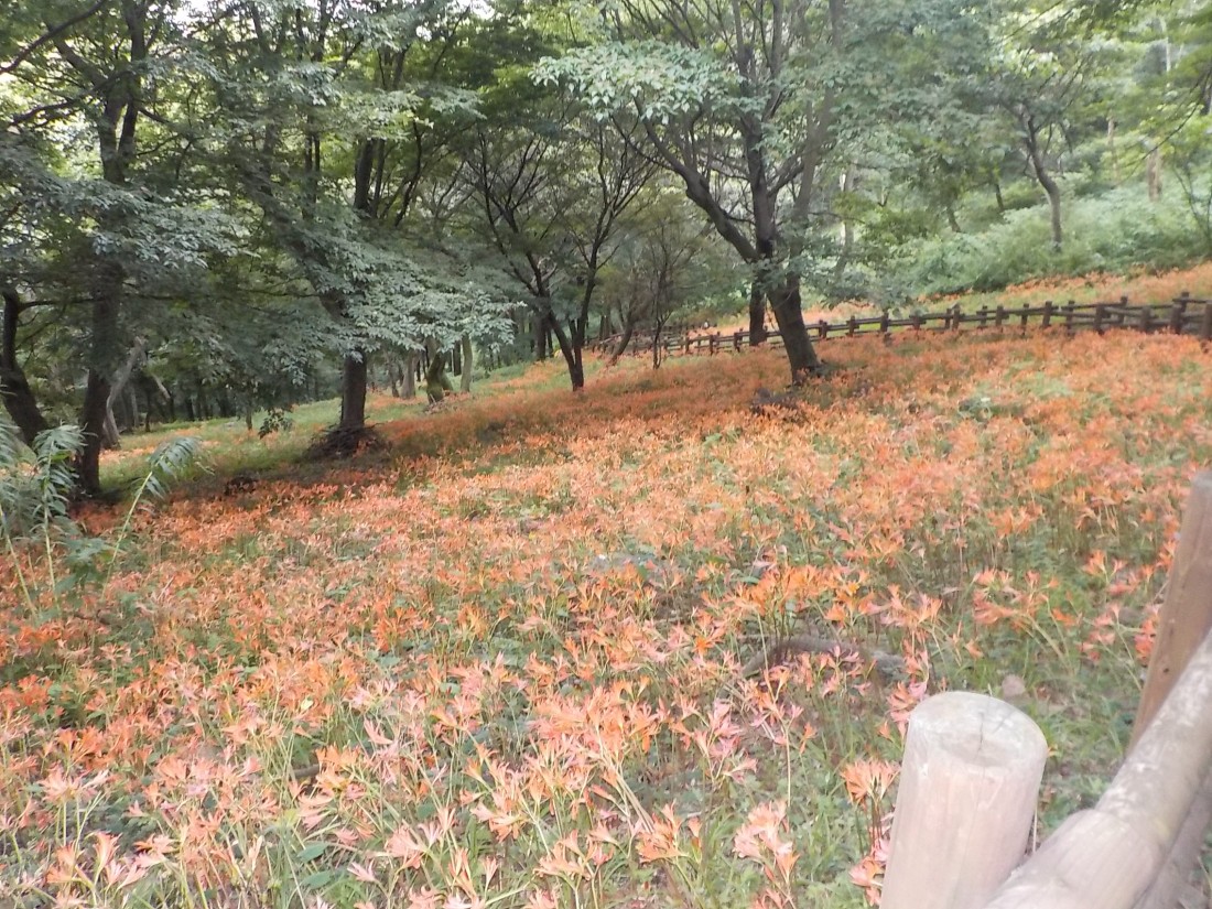 みかも山公園 8月の花