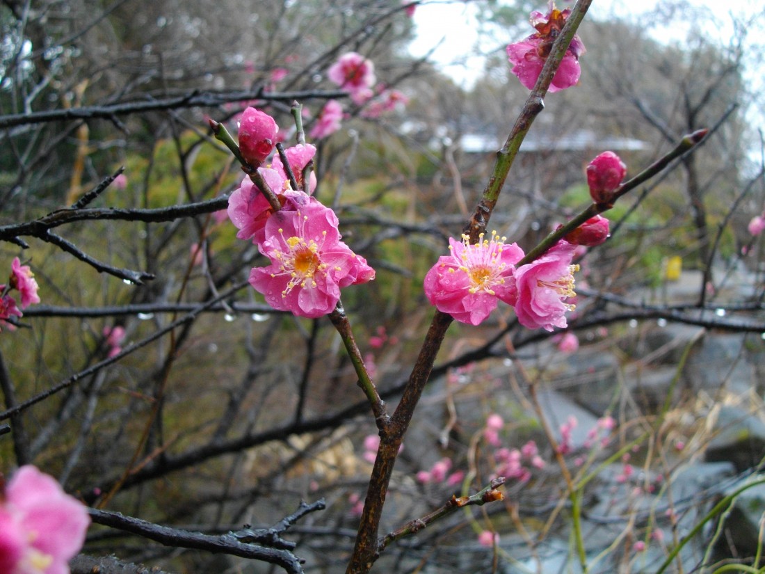 みかも山公園 2月の花 みかも山公園