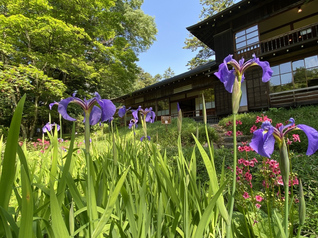 花情報「ナスヒオウギアヤメ」