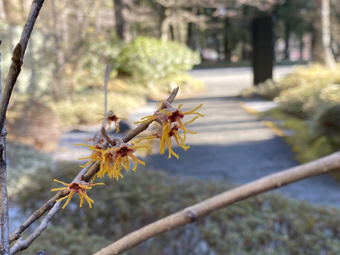 花情報　２月