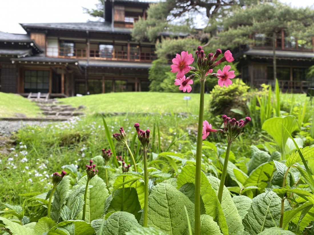 花情報　5月