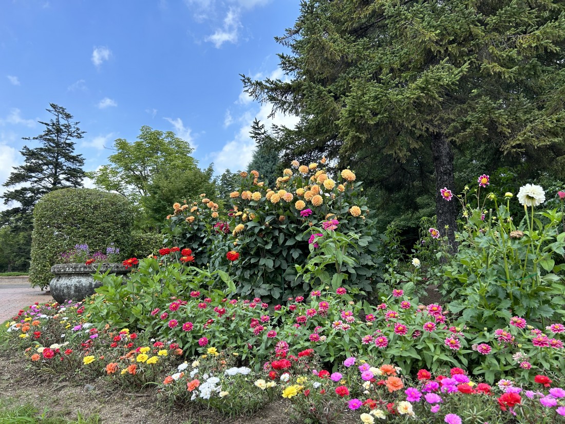 夢花壇の花々