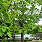 ハンカチの木の咲く頃