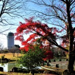 那須野が原公園の紅葉とサンサンタワー